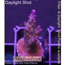 4B2-1 WYSIWYG - Acropora Bali tricolor Höhe 37mm