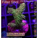 4B2-1 WYSIWYG - Acropora millepora Höhe 32mm