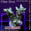4B2-1 WYSIWYG - Acropora sp.  Höhe 46mm