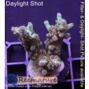 4B2-1 WYSIWYG - Acropora sp.  Höhe 46mm