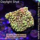 4B2-1 WYSIWYG - Montipora sp. Gelb