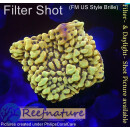 4B2-1 WYSIWYG - Montipora sp. Gelb