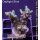 4B2-1 WYSIWYG - Montipora Crazy T