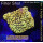 4B2-1 WYSIWYG - Montipora sp. Gelb