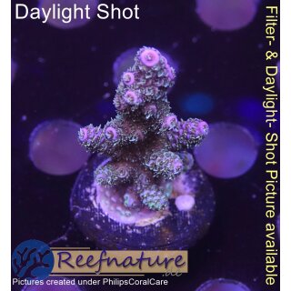 4B2-2 WYSIWYG - Acropora millepora blau 36mm
