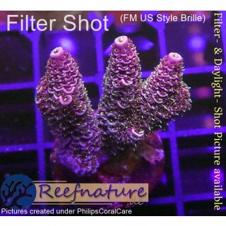4B2-2 WYSIWYG - Acropora millepora blau/Lila Höhe 34mm