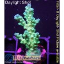 4B2-2 WYSIWYG - Acropora batunai blue Tips Höhe 44mm