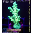 4B2-2 WYSIWYG - Acropora batunai blue Tips Höhe 44mm