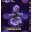 4B2-2 WYSIWYG - Acropora millepora blau 36mm