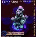 4B2-2 WYSIWYG - Acropora millepora blau 36mm