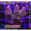 4B2-2 WYSIWYG - Acropora millepora blau/Lila Höhe 34mm