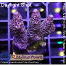 4B2-2 WYSIWYG - Acropora millepora blau/Lila Höhe 34mm