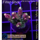 4B2-2 WYSIWYG - Acropora millepora Rot/Gelb, Höhe 39mm