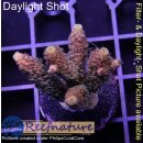 4B2-2 WYSIWYG - Acropora millepora Rot/Gelb, Höhe 39mm