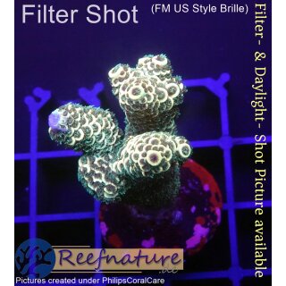 4B2-3 WYSIWYG - Acropora millepora gelb/gold Höhe 41mm