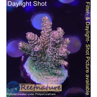 4B2-3 WYSIWYG - Acropora millepora ,Höhe 28mm