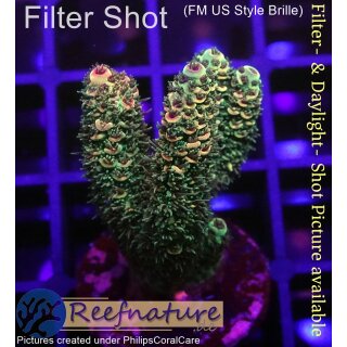 4B2-3 WYSIWYG - Acropora millepora ,Höhe 36mm
