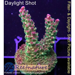 4B2-3 WYSIWYG - Acropora sp. Höhe 48mm