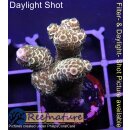 4B2-3 WYSIWYG - Acropora millepora gelb/gold Höhe 41mm