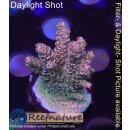 4B2-3 WYSIWYG - Acropora millepora ,Höhe 28mm