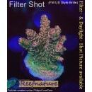 4B2-3 WYSIWYG - Acropora millepora ,Höhe 28mm