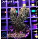 4B2-3 WYSIWYG - Acropora millepora ,Höhe 36mm
