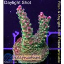 4B2-3 WYSIWYG - Acropora sp. Höhe 48mm