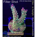 4B2-3 WYSIWYG - Acropora sp. Höhe 48mm