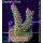 4B2-3 WYSIWYG - Acropora sp. Höhe 48mm