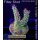 4B2-3 WYSIWYG - Acropora sp. Höhe 48mm