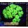 4L4-1 WYSIWYG - Caulastrea neon grün LARGE