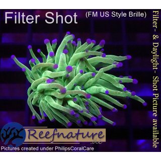 4L3-4 WYSIWYG - Euphyllia glabrescens TOD