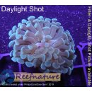 4L1-5 WYSIWYG - Euphyllia sp. 2Color