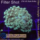 4L1-5 WYSIWYG - Euphyllia sp. 2Color