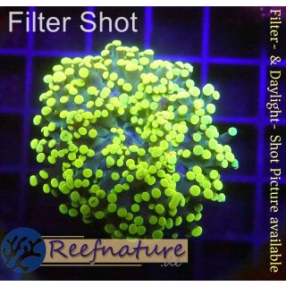 4L2-6 WYSIWYG - Euphyllia Froschlaich gelb/grün