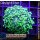 4L2-6 WYSIWYG - Euphyllia Froschlaich gelb/grün