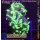 4M1-1 WYSIWYG - Euphyllia paradivisa lila Tips