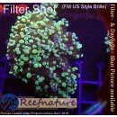 4M1-5 WYSIWYG - Euphyllia paradivisa Multicolor