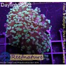 4M1-5 WYSIWYG - Euphyllia paradivisa Multicolor