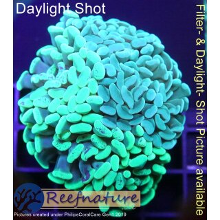 4M1-6 WYSIWYG - Euphyllia sp. 2color