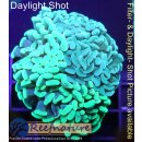 4M1-6 WYSIWYG - Euphyllia sp. 2color