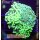 4M1-6 WYSIWYG - Euphyllia glabrescens Dragon Soul LARGE