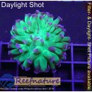 4M2-5 WYSIWYG - Euphyllia sp. Toxic Green/purple