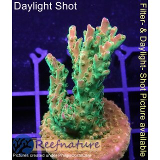 4C1-1 WYSIWYG - Acropora  Mango Garden  Höhe 41mm