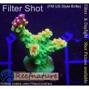 4C1-1 WYSIWYG - Acropora  Mango Garden  Höhe 40mm