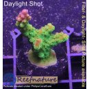 4C1-1 WYSIWYG - Acropora  Mango Garden  Höhe 40mm