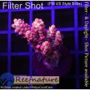 4C1-1 WYSIWYG - Acropora  strawberry shortcake Grade_A...