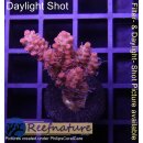 4C1-1 WYSIWYG - Acropora  strawberry shortcake Grade_A...