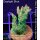 4C1-1 WYSIWYG - Acropora  Mango Garden  Höhe 41mm