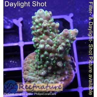 4C1-2 WYSIWYG - Acropora humilis grün Höhe 42mm